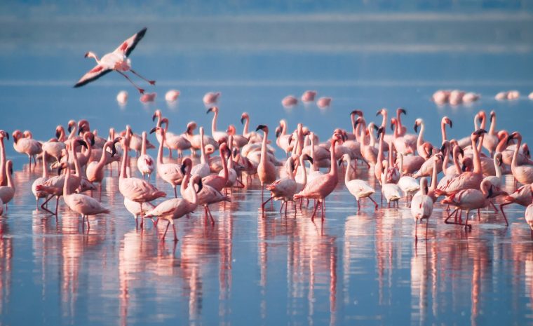 A-flock-of-flamingos-Lake-Manyara-Arusha-Tanzania