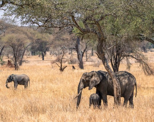 Elephants-grazing-among-the-trees-in-Tarangire-Tanzania