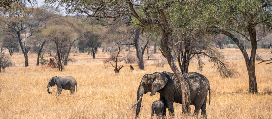 Elephants-grazing-among-the-trees-in-Tarangire-Tanzania