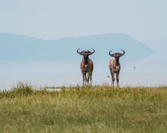 Lake-Manyara