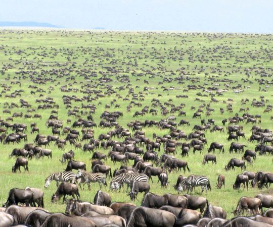 Large-herd-of-Wildebeests