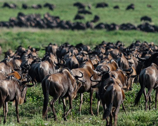 Ndutu-migration-mid-luxury