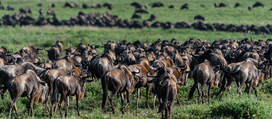 Ndutu-migration-mid-luxury