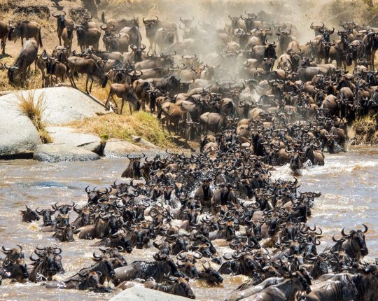 Serengeti-Migration-Safari-3