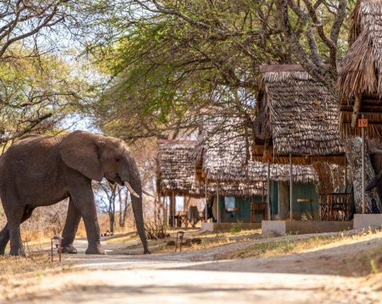 Tarangire Safari Lodge