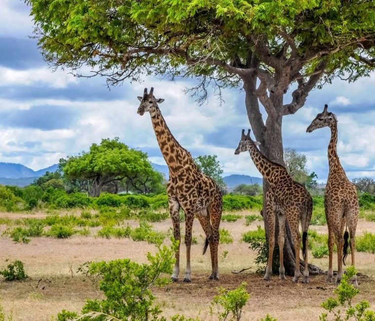 Visit-Mikumi-National-Park