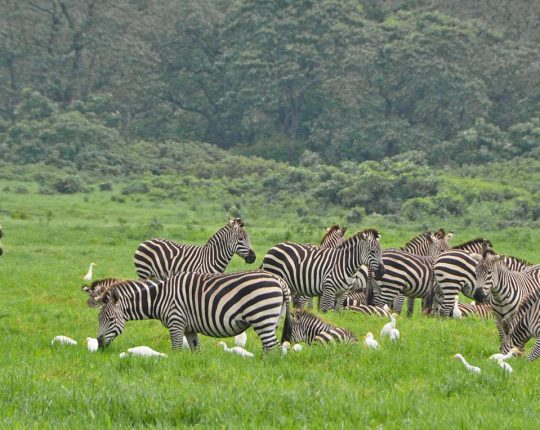 arusha-national-park-zebras