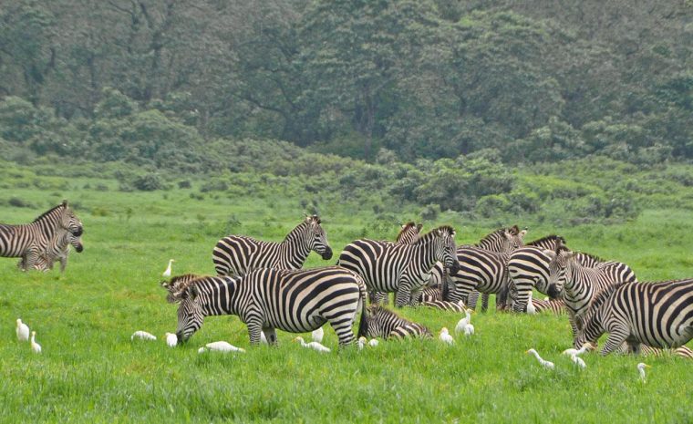 arusha-national-park-zebras