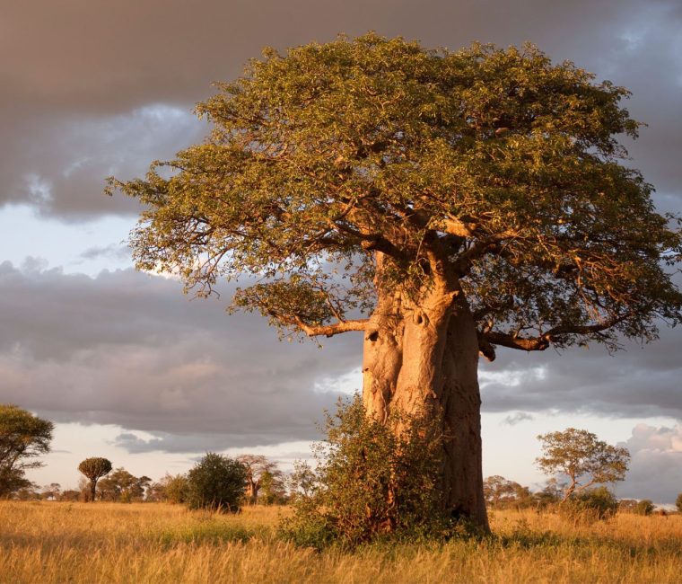 boabab-tarangire-national-park