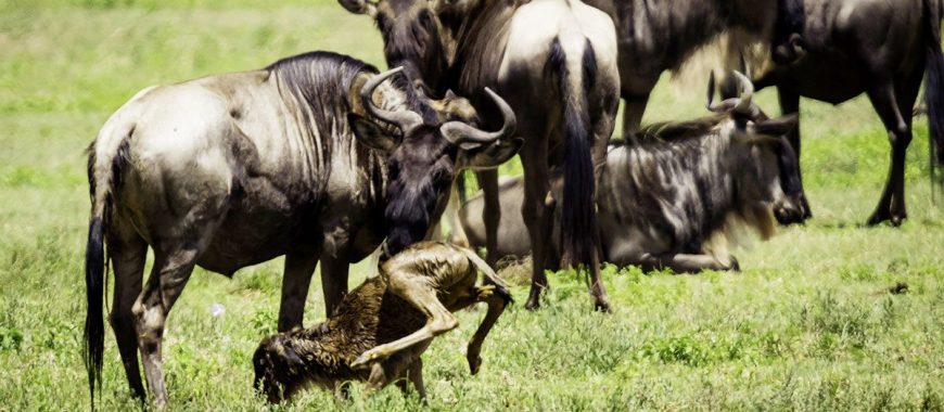 wildebeest-calving